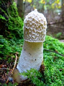 Smell fruiting bodies stalk