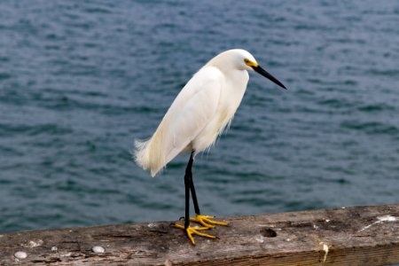 Bird Great Egret Egret Beak