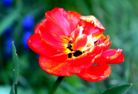 Flower Wildflower Plant Flowering Plant