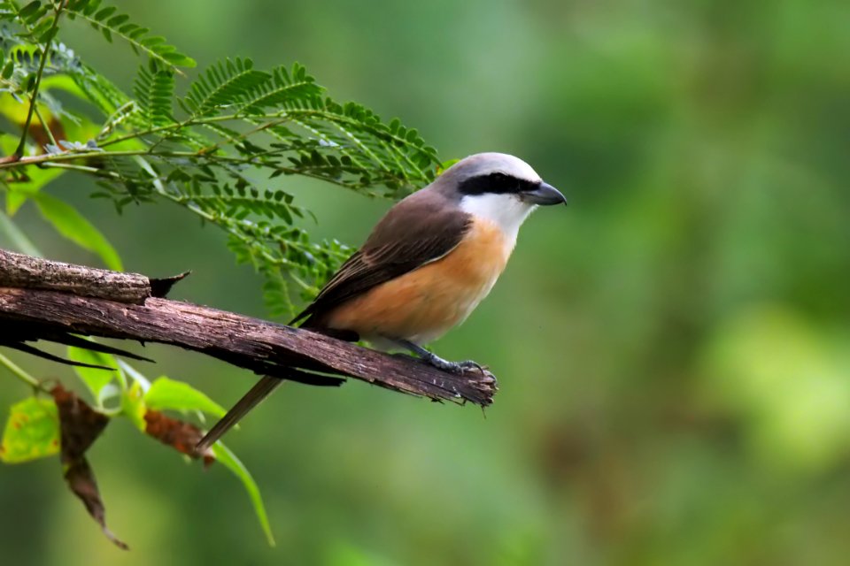 Bird Fauna Beak Old World Flycatcher photo