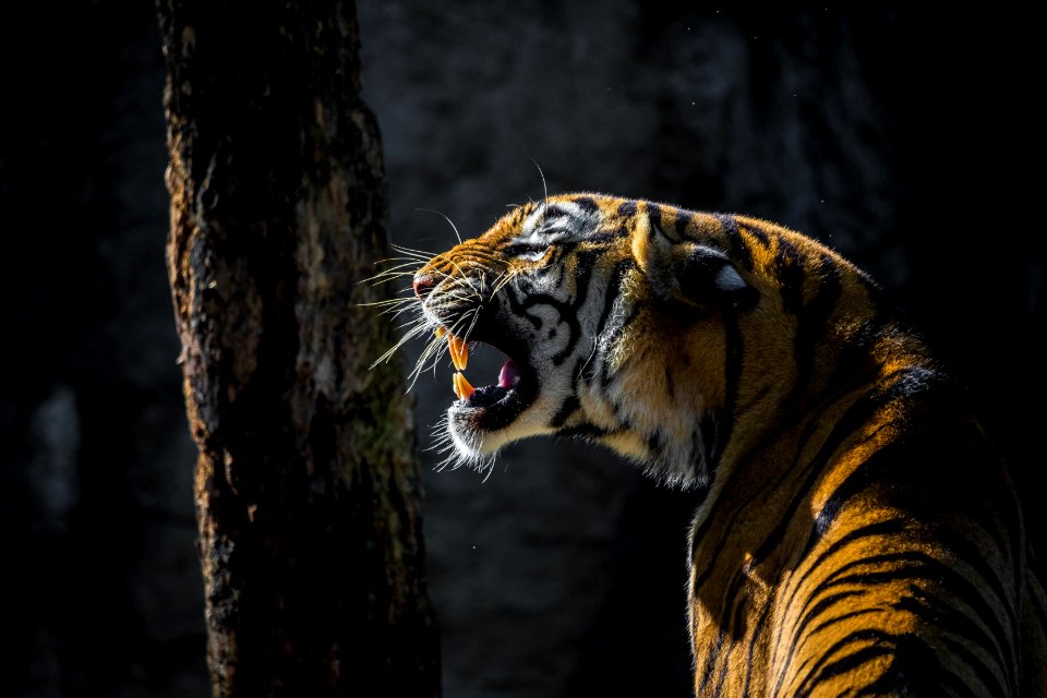 Wildlife Tiger Mammal Fauna photo