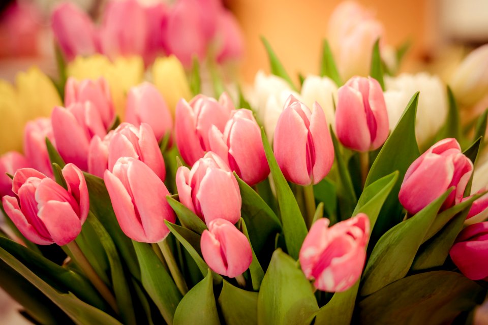Flower Flowering Plant Plant Pink