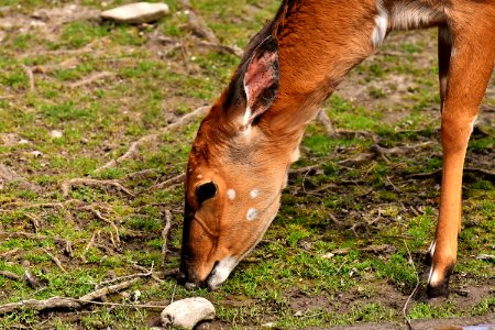 Wildlife Fauna Grass Antelope photo