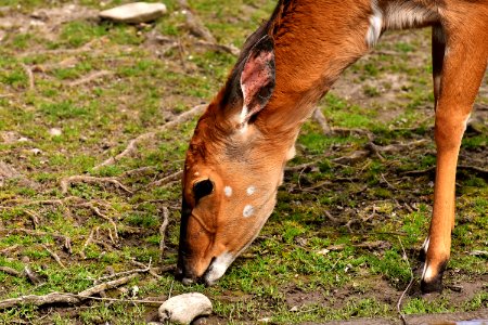 Wildlife Fauna Grass Antelope