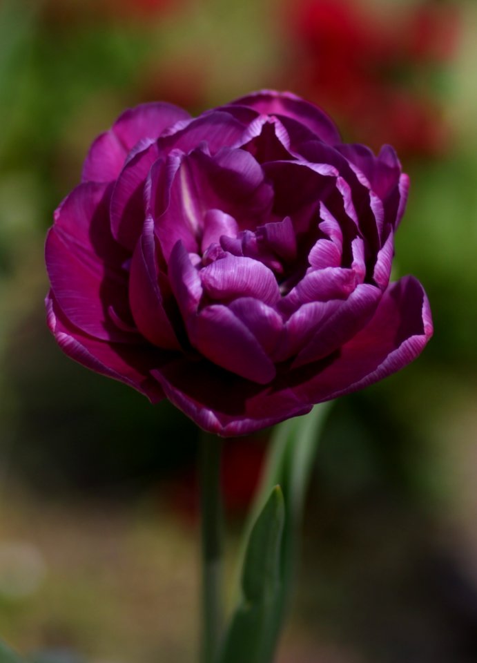 Flower Purple Plant Petal