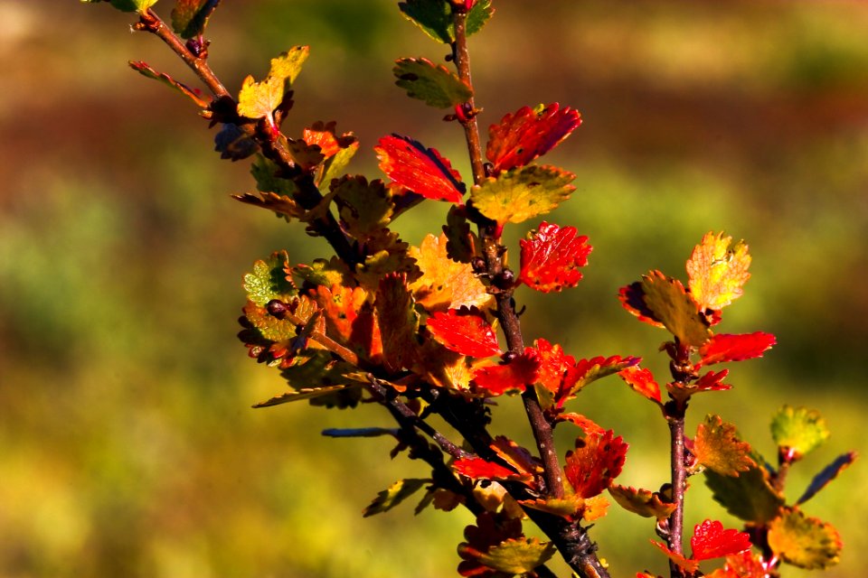 Vegetation Flora Leaf Autumn