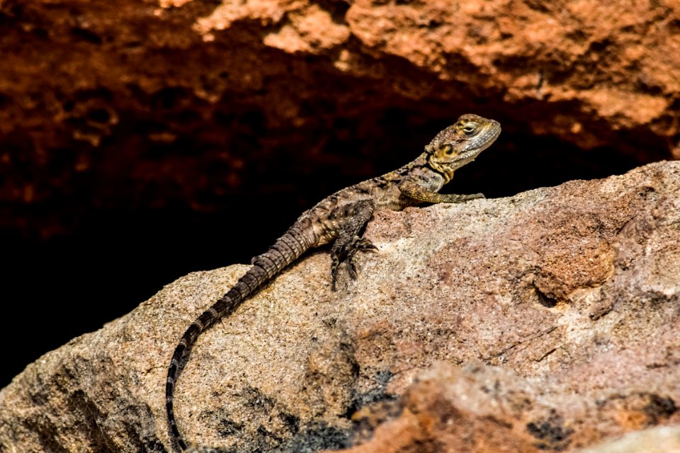 Reptile Lizard Scaled Reptile Fauna