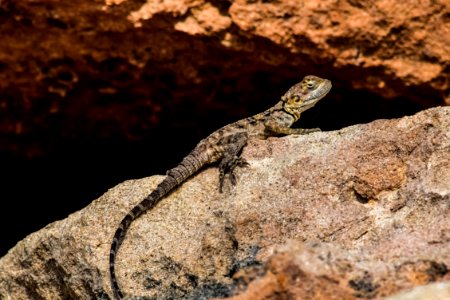 Reptile Lizard Scaled Reptile Fauna