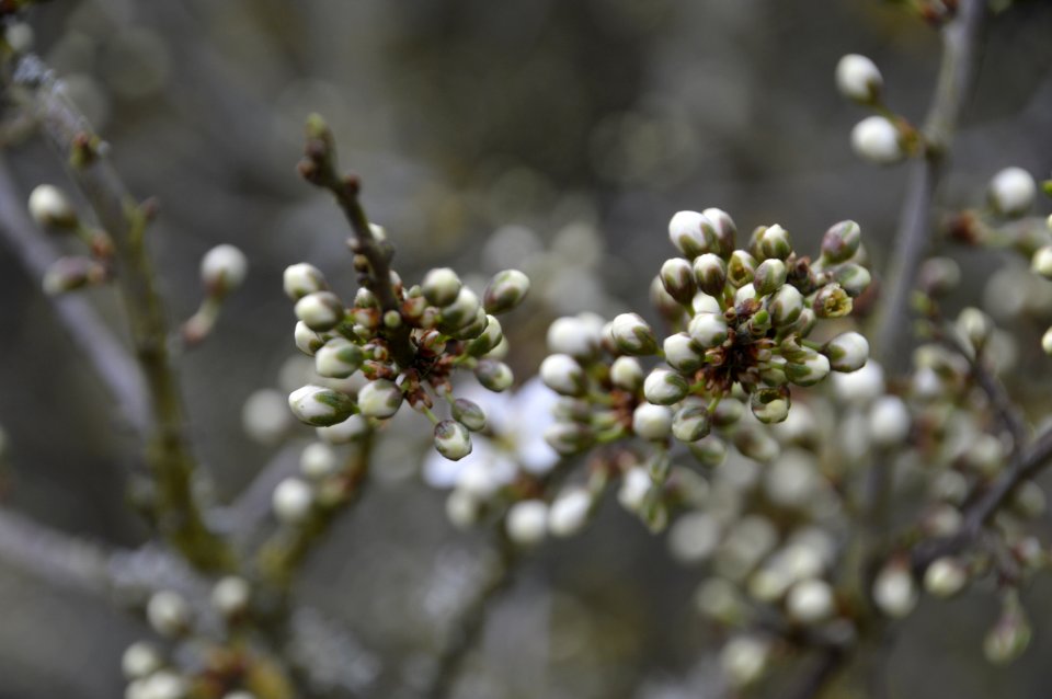 Flora Branch Blossom Spring