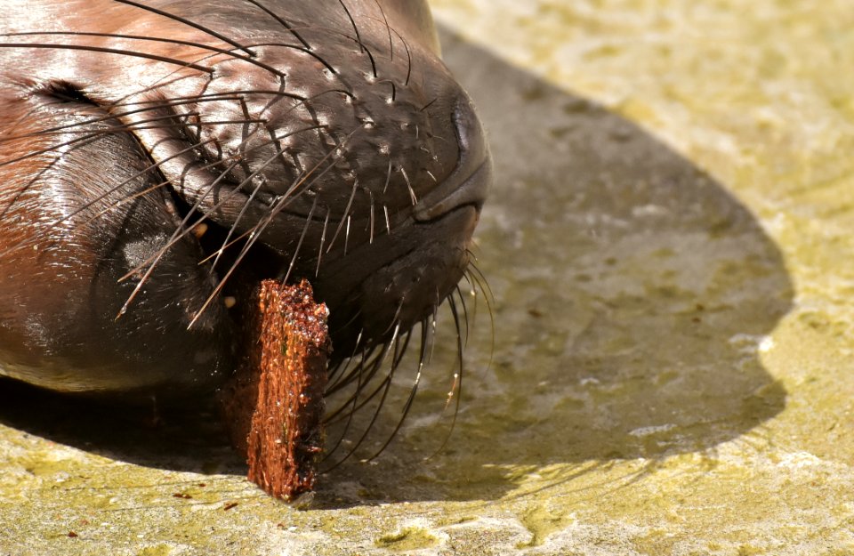 Fauna Close Up Terrestrial Animal Invertebrate