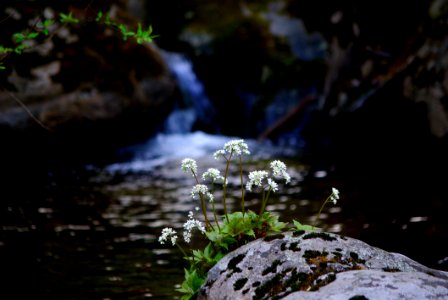 Water Nature Stream Watercourse photo