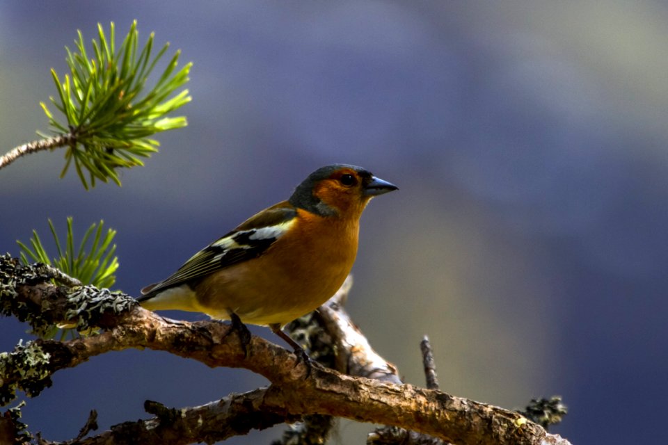 Bird Beak Finch Fauna photo