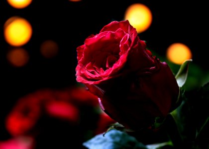Red Flower Rose Rose Family