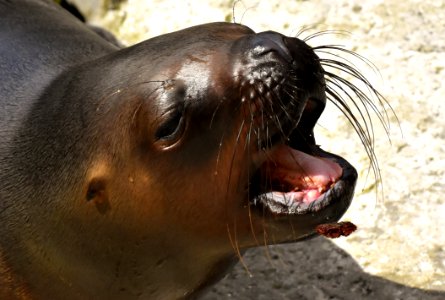 Seals Mammal Fauna Terrestrial Animal photo