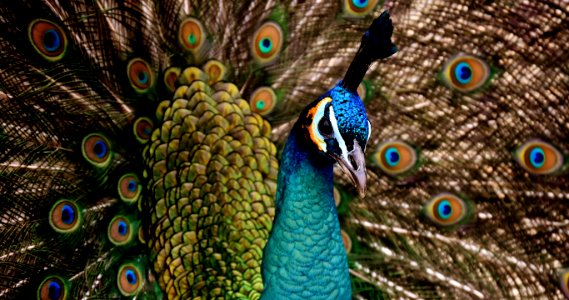 Peafowl Feather Fauna Galliformes photo