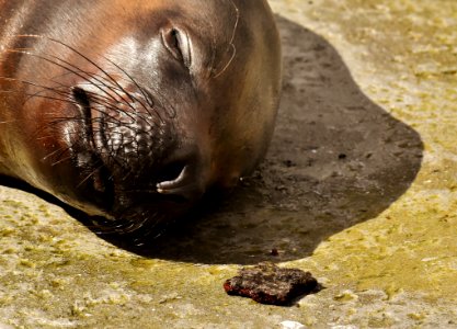 Seals Fauna Mammal Terrestrial Animal photo