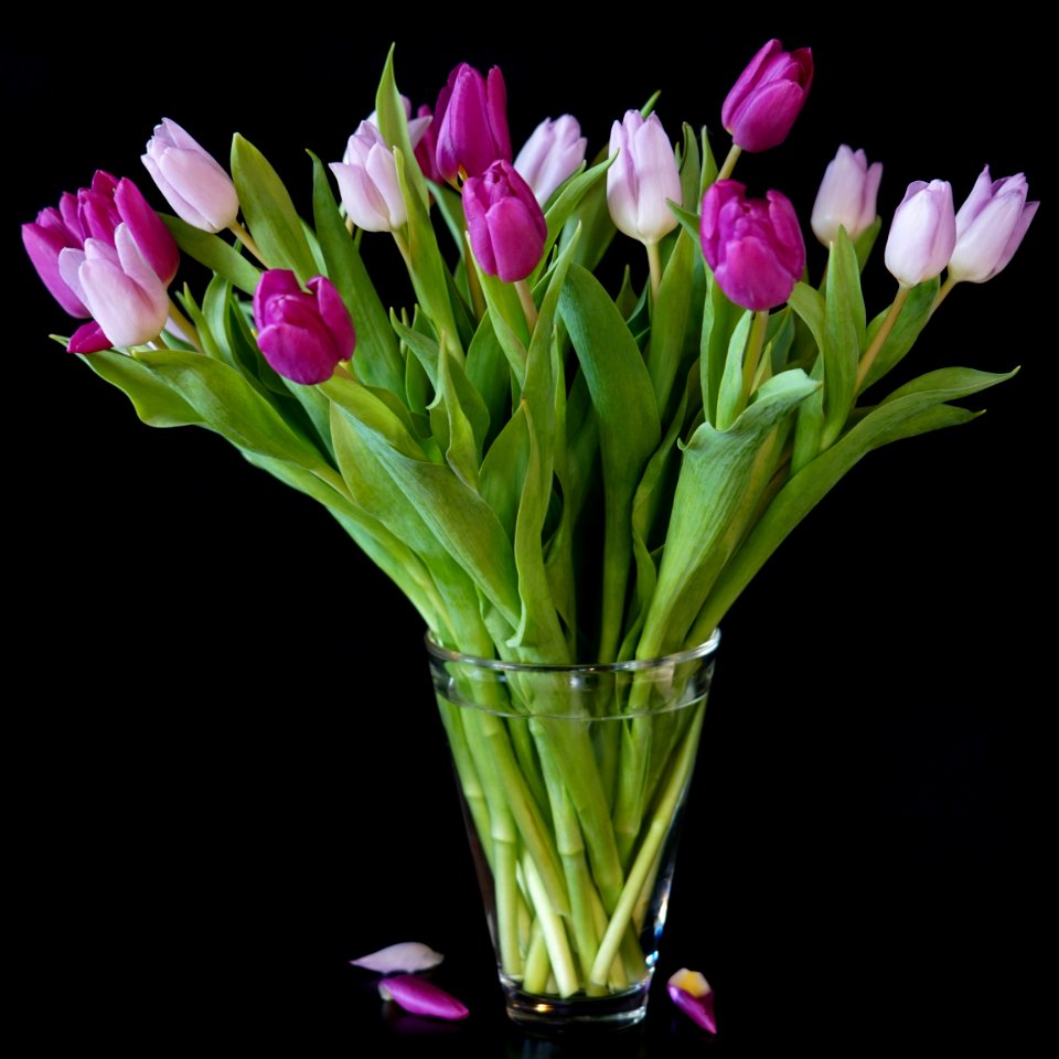 Flower Flowering Plant Plant Floristry