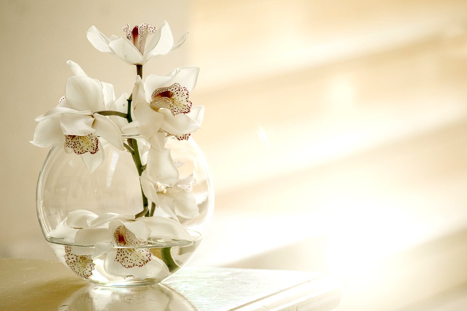 Flower White Vase Floristry photo