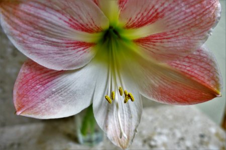 Flower Plant Flora Pink photo