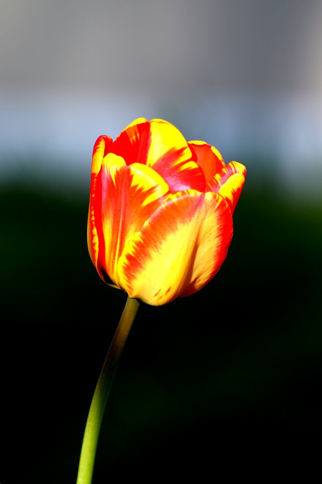 Flower Yellow Bud Plant