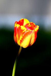 Flower Yellow Bud Plant