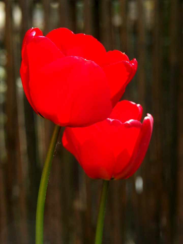 Flower Red Plant Flowering Plant
