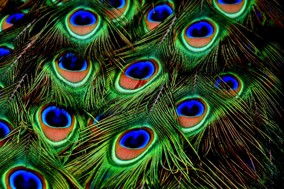 Feather Close Up Peafowl Organism