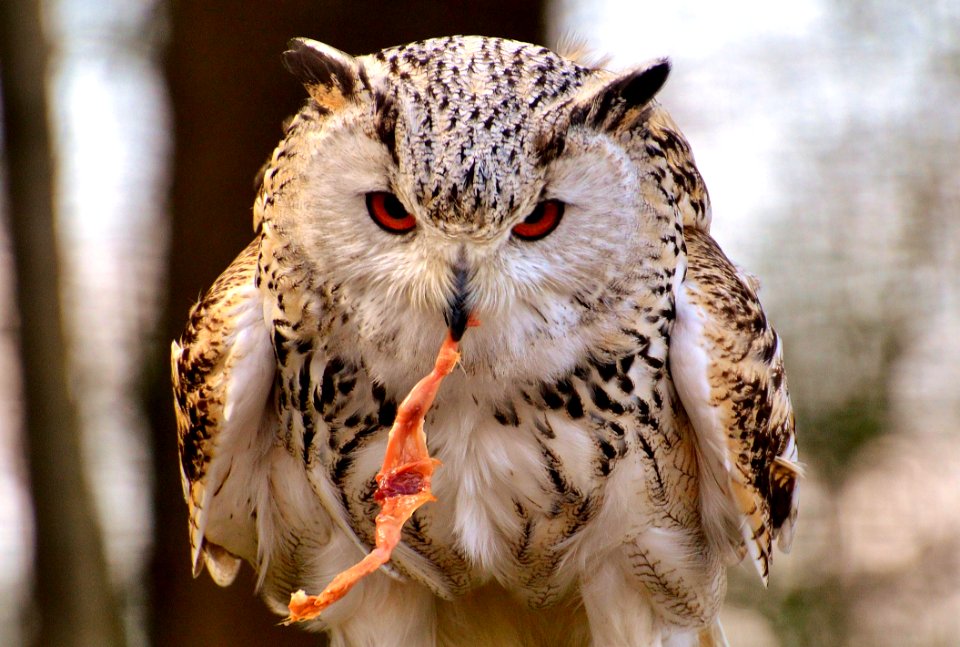 Owl Bird Of Prey Bird Beak