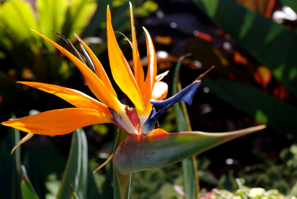 Flower Plant Flora Wildflower