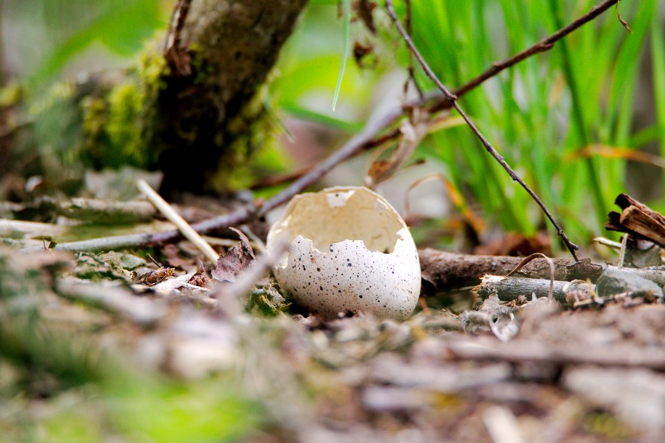 Fungus Mushroom Edible Mushroom Penny Bun photo