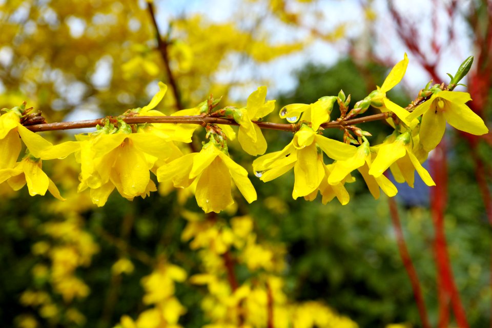 Flora Yellow Flower Plant