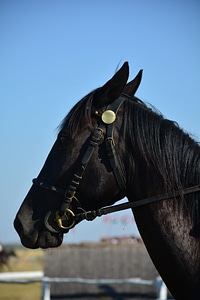 Hungarian horse horse head