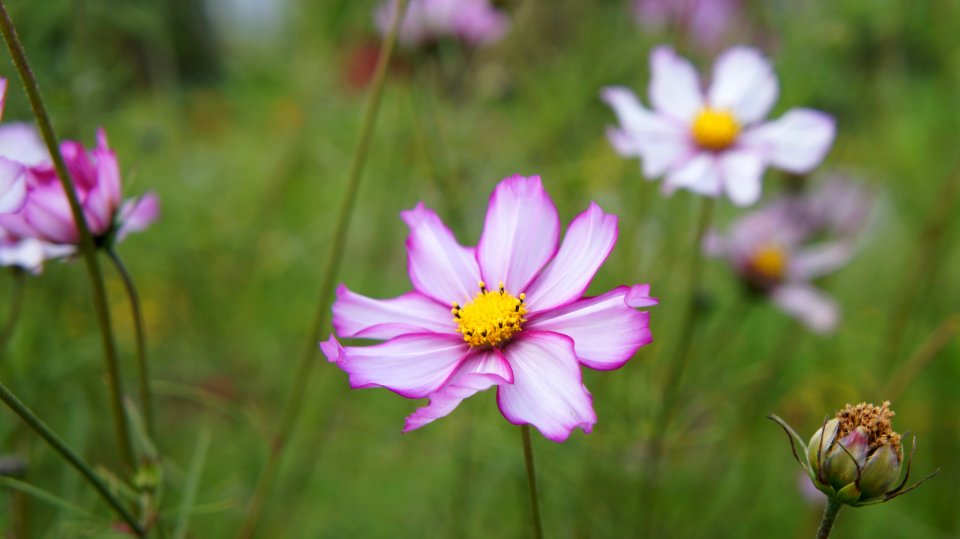 Flower Flora Garden Cosmos Plant photo