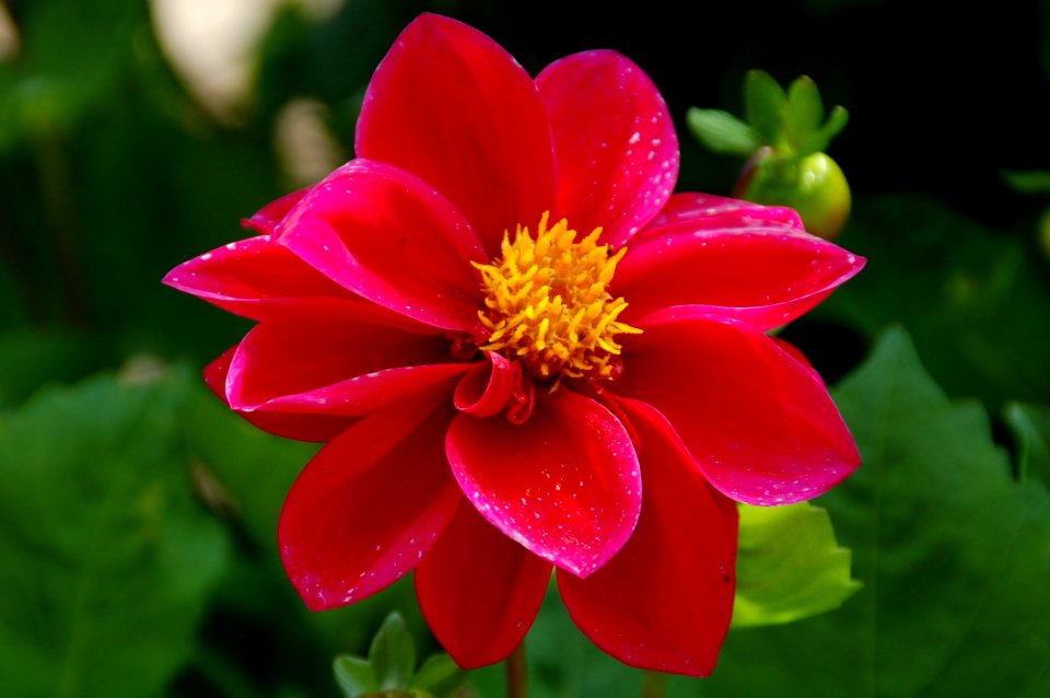 Flower Plant Flowering Plant Flora
