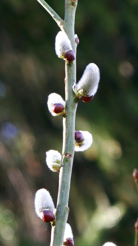 Plant Branch Flora Bud