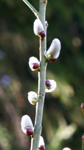 Plant Branch Flora Bud
