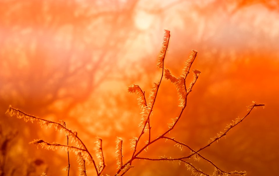 Sky Close Up Macro Photography Morning