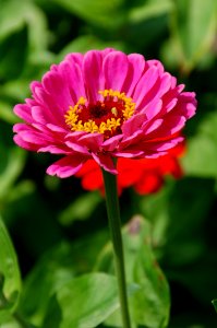 Flower Plant Petal Annual Plant photo