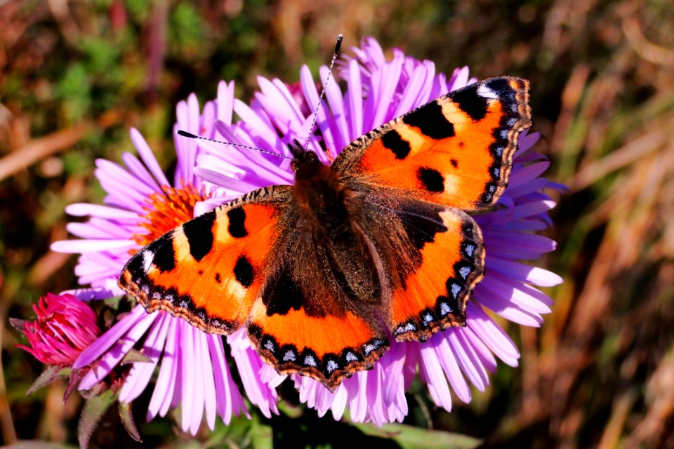 Butterfly Moths And Butterflies Brush Footed Butterfly Insect