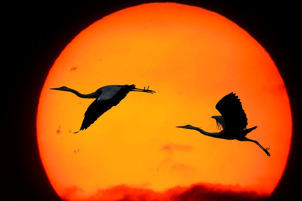 Sky Beak Computer Wallpaper Orange