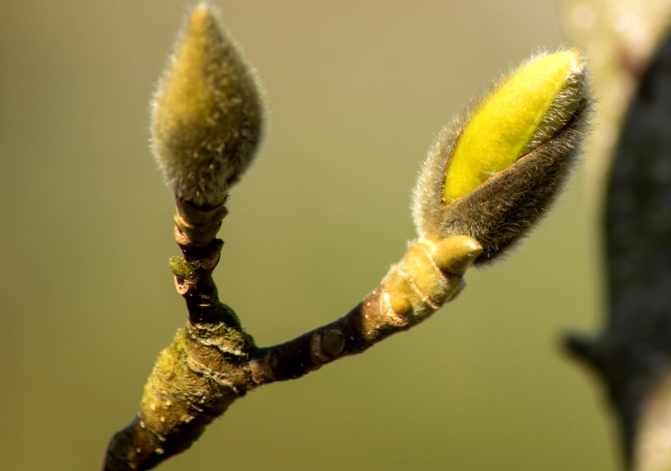 Bud Flora Twig Macro Photography