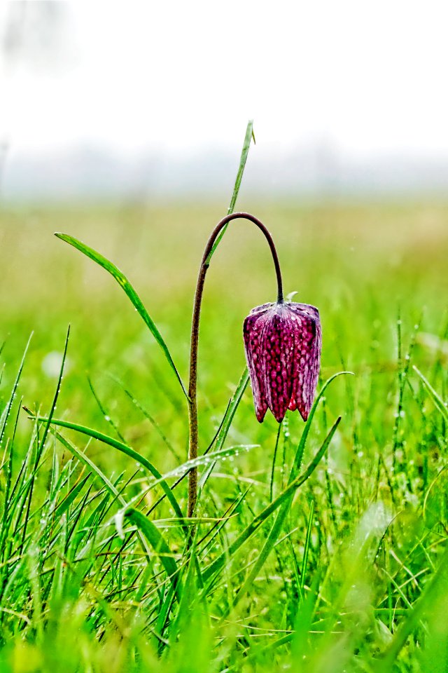 Flower Snakes Head Fritillaria Plant