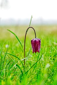 Flower Snakes Head Fritillaria Plant