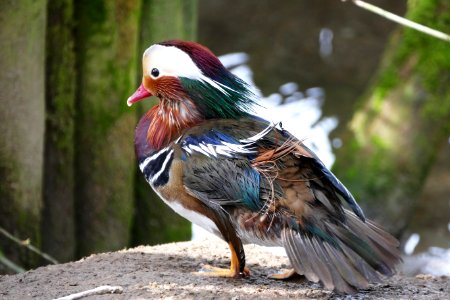 Bird Fauna Duck Beak photo
