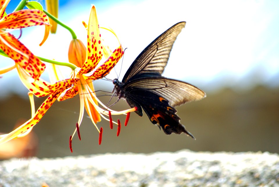 Insect Moths And Butterflies Butterfly Invertebrate