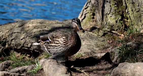 Bird Duck Fauna Water Bird