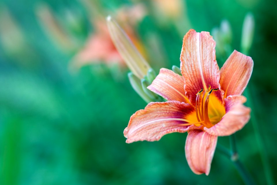 Flower Flora Close Up Daylily photo