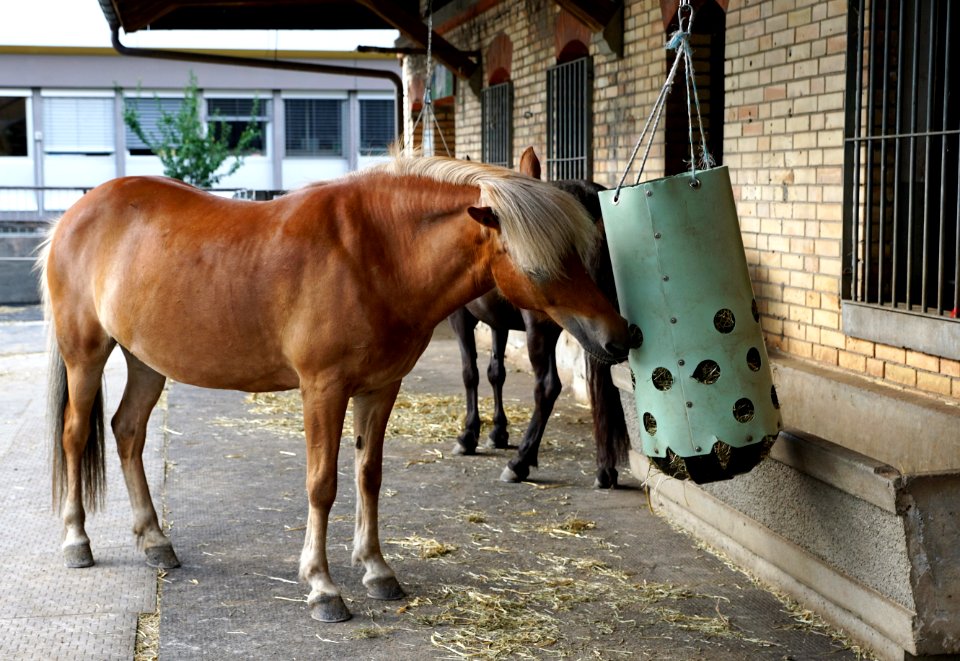 Horse Horse Like Mammal Mare Horse Supplies