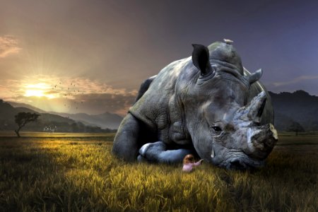 Grass Sky Snout Rhinoceros