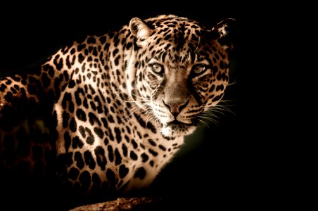 Leopard Jaguar Wildlife Terrestrial Animal photo